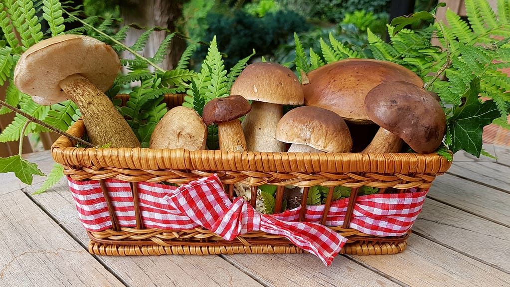 mushrooms 2678385 1920
